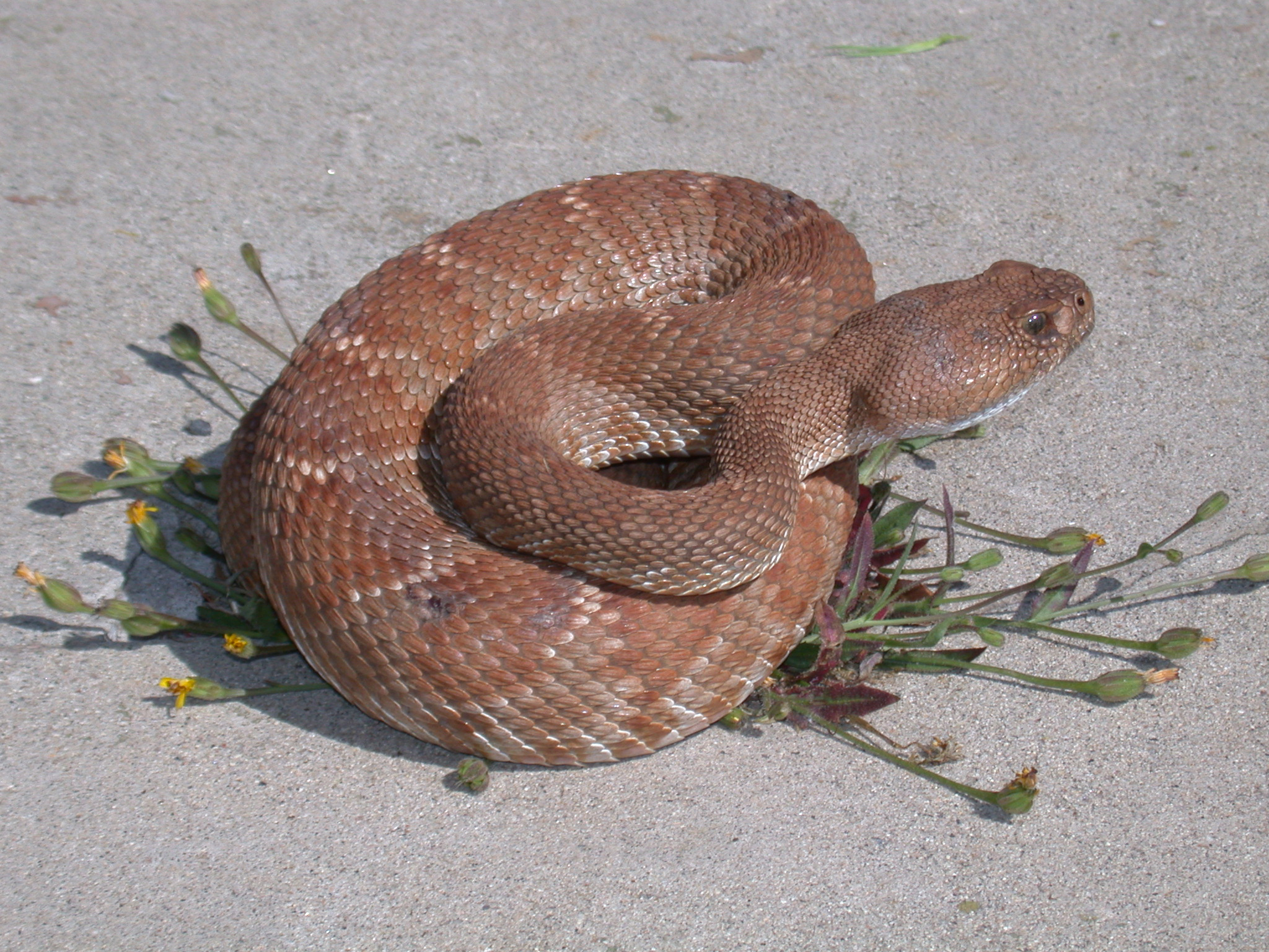 RATTLER - identifying characteristics include a series of dark and light bands near the tail, just before the rattles which are different from the markings on the rest of the body. NOTE that 'rattles' can break off and are not always present. 